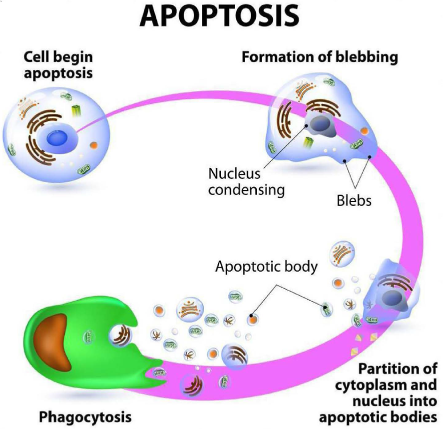 Efecto de reducci&oacute;n de grasa