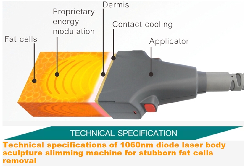 caracter&iacute;stica de mango